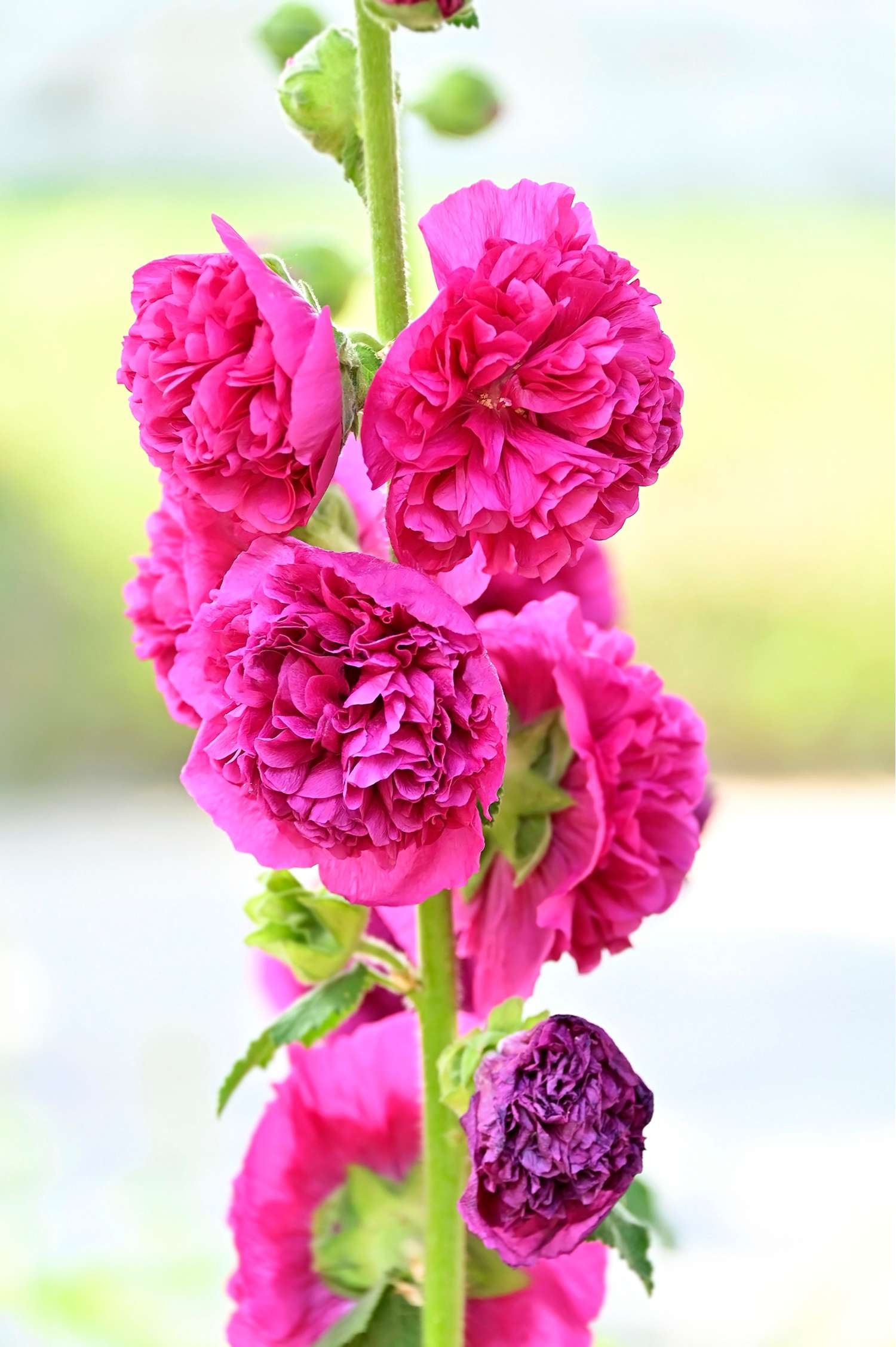 Salkoruusu 'Chater's Double Pink'